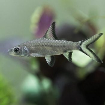 Balantiocheilus melanopterus – Silver Shark 10cm - Ψάρια Γλυκού