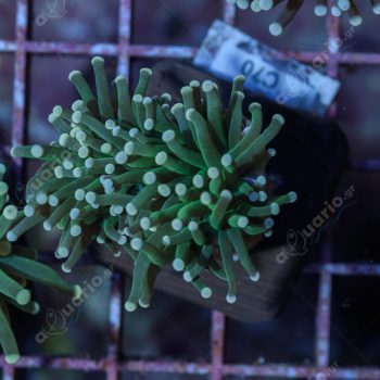 Euphyllia glabrenscens C70 - Frags