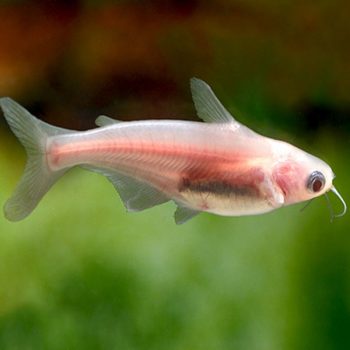 Pangasius sutchi  – Albino pangasius 6cm - Ψάρια Γλυκού
