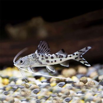 Pimelodus pictus – Pictus Catfish 10cm - Ψάρια Γλυκού