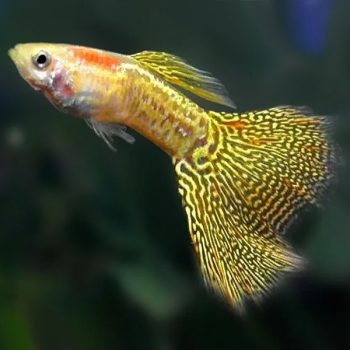 Poecilia reticulata – Golden Cobra Guppy L - Ψάρια Γλυκού