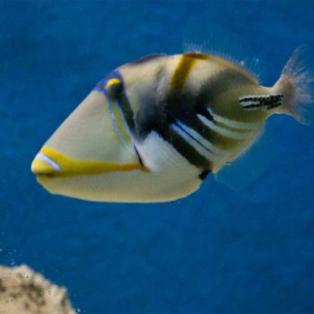 Rhinecanthus aculeatus S - Lagoon Triggerfish