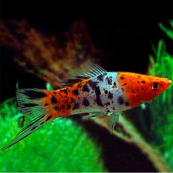 Xiphophorus helleri-Koi Swordtail Sanke Highfin 4cm