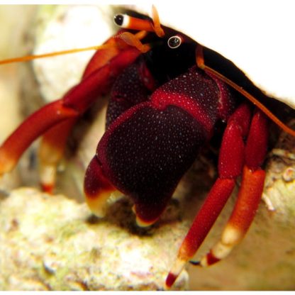 Calcinus tibicen-Orangeclaw Hermit Crab XL