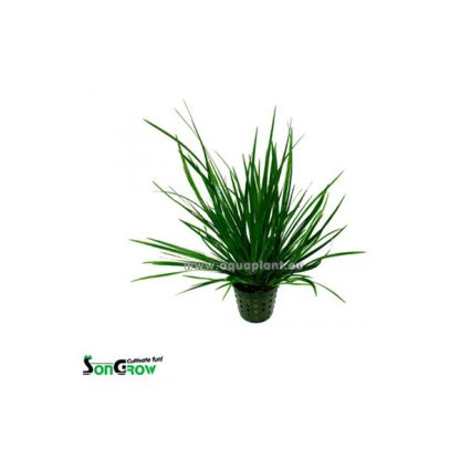 SonGrow Acorus gramineus – Pot - Φυτά για Ενυδρεία