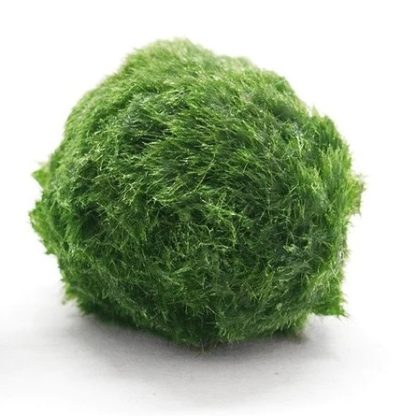 Tropica Aegagropila Linnaei Moss Ball - Φυτά για Ενυδρεία