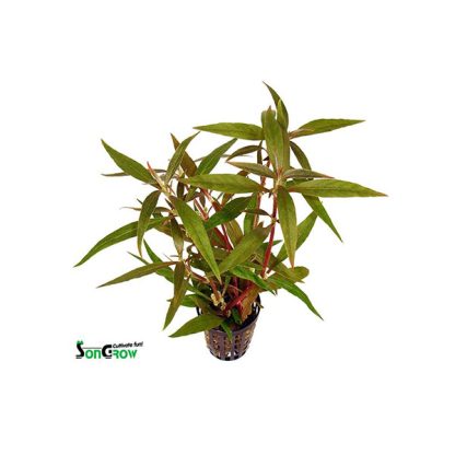 SonGrow Alternanthera reineckii - Φυτά για Ενυδρεία