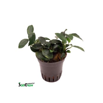 SonGrow Anubias nana Paxing