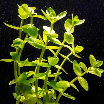 Tropica Bacopa Caroliana Bunched - Φυτά για Ενυδρεία