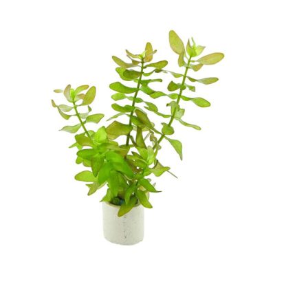 Tropica Bacopa Caroliana Bunched - Φυτά για Ενυδρεία