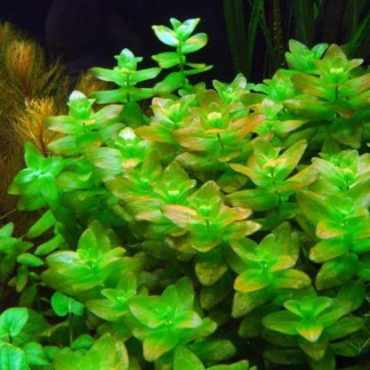 Tropica Bacopa Caroliana Bunched - Φυτά για Ενυδρεία