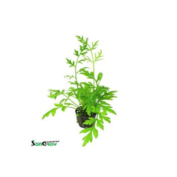 SonGrow Ceratopteris cornuta
