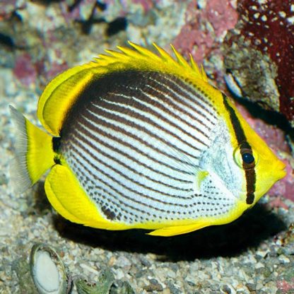 Chaetodon melanotus S – Blackback Butterflyfish - Ψάρια Θαλασσινού