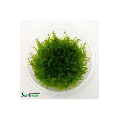 SonGrow Creeping Moss (Vesicularia sp.) 100 ml cup - Φυτά για Ενυδρεία