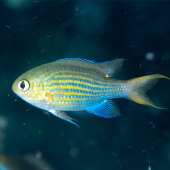 Chromis lineata – Lined Chromis - Ψάρια Θαλασσινού