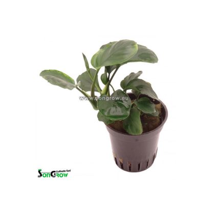 SonGrow Anubias barteri sp. coin Leaf - Φυτά για Ενυδρεία