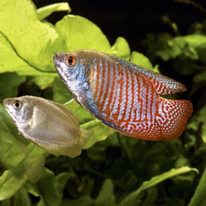 Colisa lalia –  Dwarf Gourami (Pairs) - Ψάρια Γλυκού