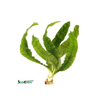 SonGrow Crinum natans (Bulbs) - Φυτά για Ενυδρεία