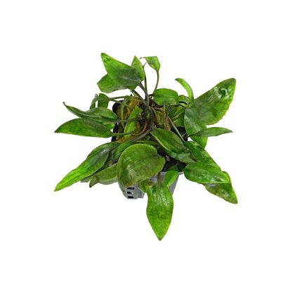 SonGrow Cryptocoryne purpurea – Pot - Φυτά για Ενυδρεία