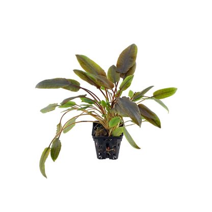 SonGrow Cryptocoryne indonesii – Pot - Φυτά για Ενυδρεία