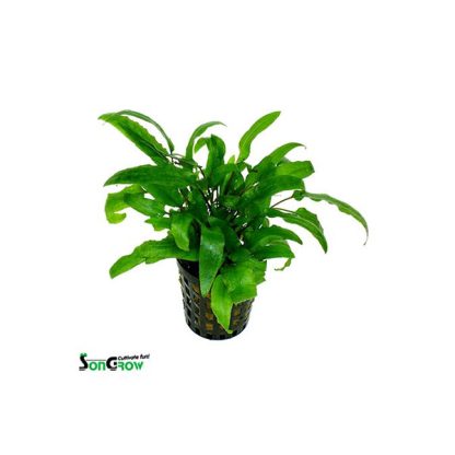 SonGrow Cryptocoryne wendtii green - Φυτά για Ενυδρεία