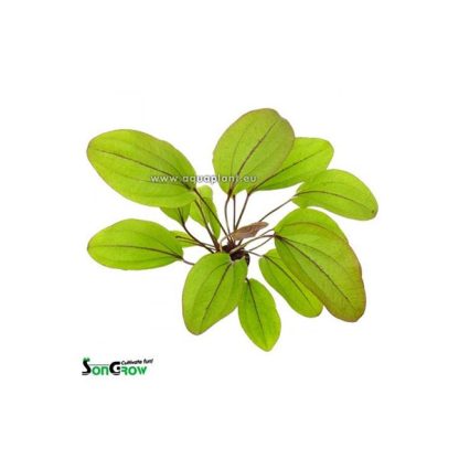 SonGrow Echinodorus Devils Eye – Pot - Φυτά για Ενυδρεία