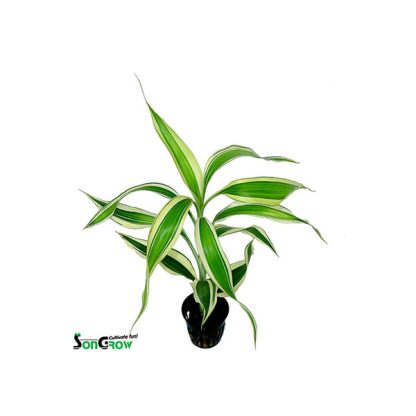 SonGrow Dracaena sanderiana white/green - Φυτά για Ενυδρεία