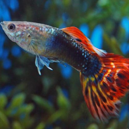 Poecilia reticulata - Dragon Head Guppy 2.5cn
