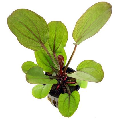 Tropica Echinodorus “Reni” - Φυτά για Ενυδρεία