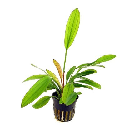 Tropica Echinodorus “Barthii” Potted - Φυτά για Ενυδρεία