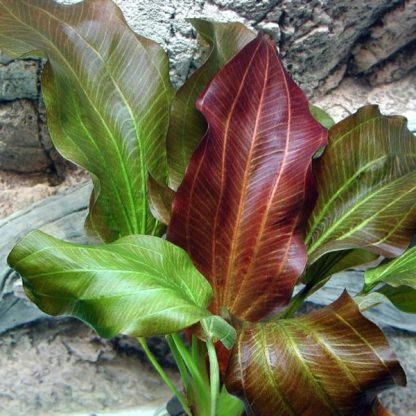 Tropica Echinodorus "Reni" - Image 4