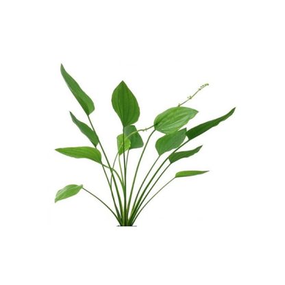 SonGrow Echinodorus argentinensis – Pot - Φυτά για Ενυδρεία