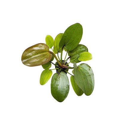SonGrow Echinodorus compacta – Pot - Φυτά για Ενυδρεία