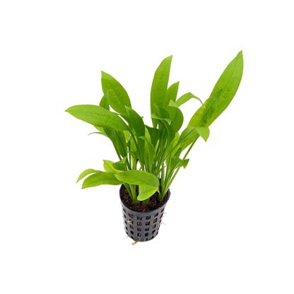 SonGrow Echinodorus amazonicus  Pot - Φυτά για Ενυδρεία