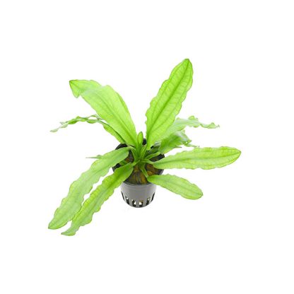 SonGrow Echinodorus martii-major – Pot - Φυτά για Ενυδρεία
