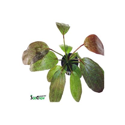 SonGrow Echinodorus Red Flame - Φυτά για Ενυδρεία