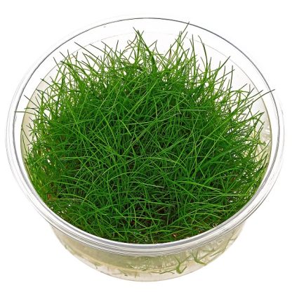 Tropica Eleocharis pusilla  mini1-2-Grow! - Φυτά για Ενυδρεία