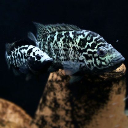 Nandopsis tetracanthus- Cuban Cichlid 4cm - Ψάρια Γλυκού