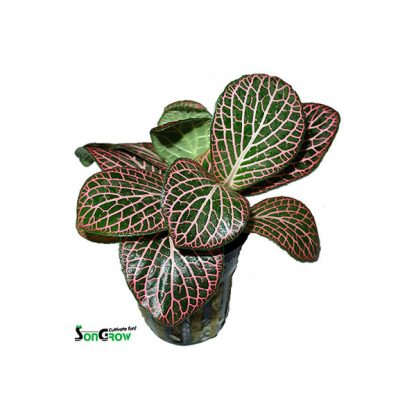 SonGrow Fittonia red - Φυτά για Ενυδρεία
