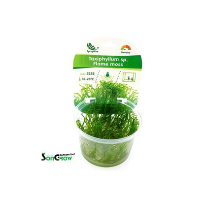 SonGrow Flame moss (Taxiphyllum sp.) Epaqvitro 100ml cup - Φυτά για Ενυδρεία
