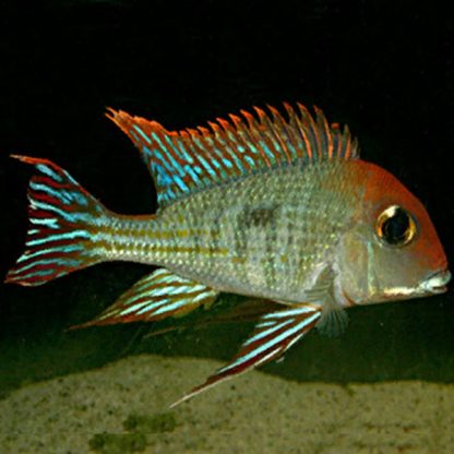 Geophagus Sp. Tapajos – Red Head Tapajos 8-9cm - Ψάρια Γλυκού