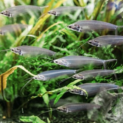 Kryptopterus bicirrhis – Glass Catfish 5-7cm - Ψάρια Γλυκού