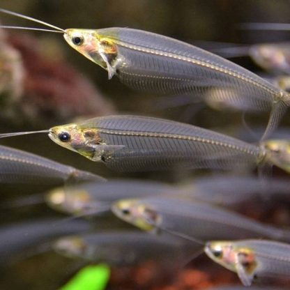 Kryptopterus bicirrhis – Glass Catfish 5cm - Sales