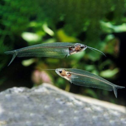 Kryptopterus bicirrhis – Glass Catfish 5cm - Ψάρια Γλυκού