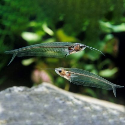 Kryptopterus bicirrhis – Glass Catfish 5-7cm - Ψάρια Γλυκού