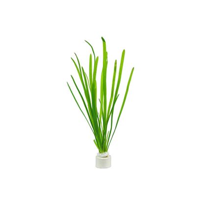 SonGrow  Vallisneria gigantea (not rooted) – Pot - Φυτά για Ενυδρεία