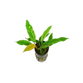 SonGrow Anubias barteri glabra - Φυτά για Ενυδρεία