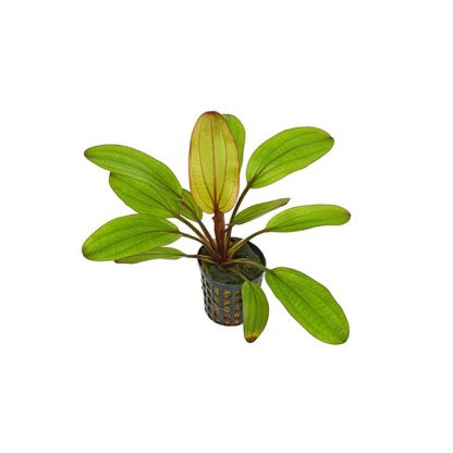 SonGrow Echinodorus Hot Pepper - Φυτά για Ενυδρεία