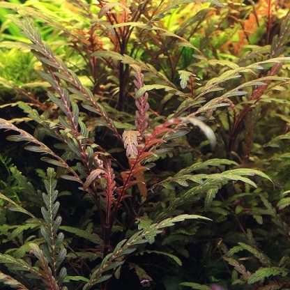 Tropica Hygrophila Pinnatifida Potted - Φυτά για Ενυδρεία