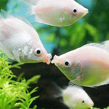 Helostoma temminckii - Kissing Gourami 6cm